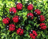 Felt Ladybug · view 2